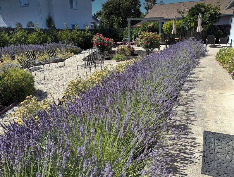 Private lavender garden with gravel seating and rose beds