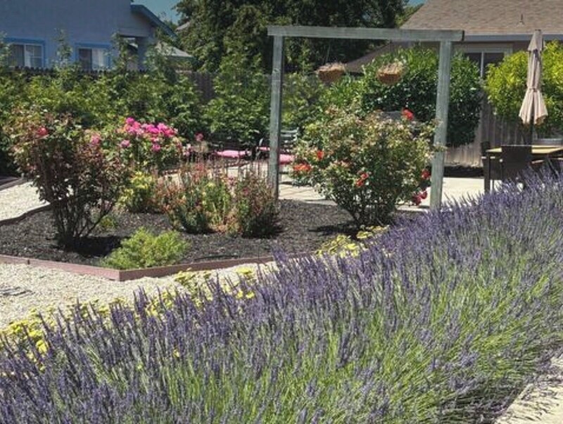 Garden and patio with rose beds, arbor, and lavender in the foreground